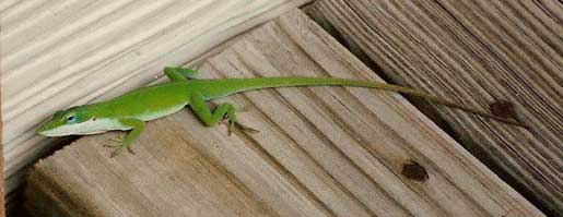 [a lizard]